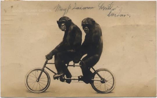 Chimpanzees Riding Tandem Bicycle, Hamburg Zoo, 1912