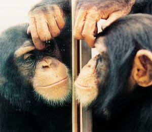 the monkey in the mirror
